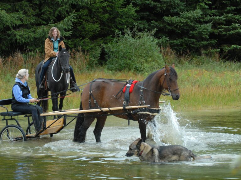 Natural Driving on the Ellicottville, NY, Ranch Natural Driving on the Ellicottville, NY, Ranch