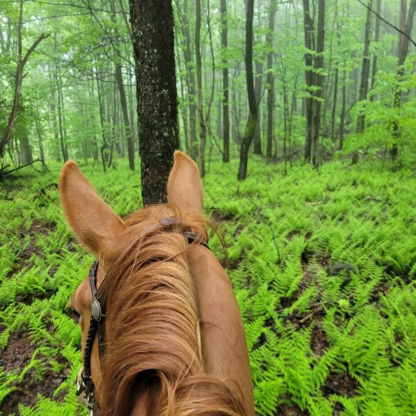 Sparks & Lori in the ferns on the “Hakes Woods trail”