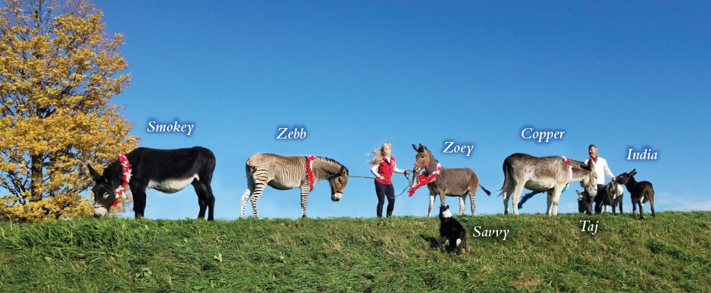 Our long-ears herd in 2019